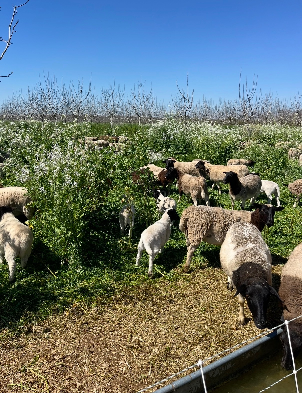 Flock of sheep grazing a field of white wildflowers on the F Ewe Sheep Company range