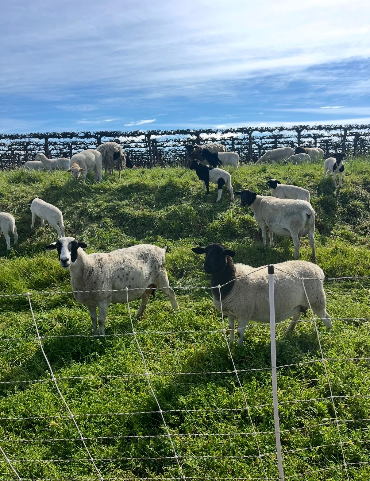 Large flock of sheep grazing a green hillside