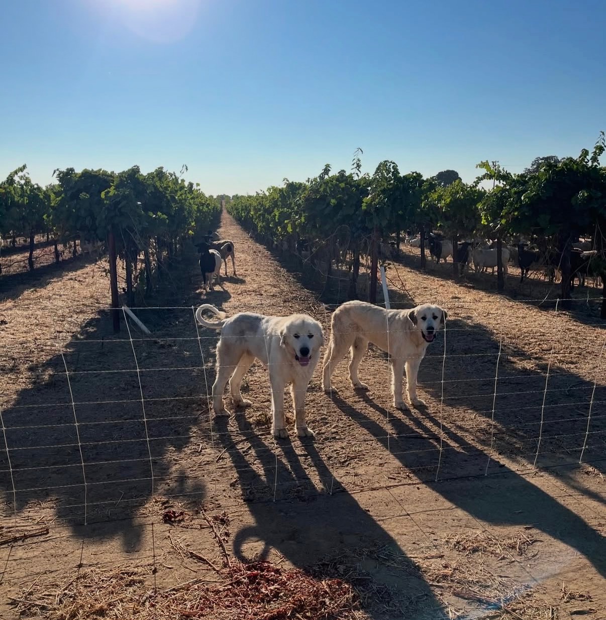 Two livestock guardian dogs watching over the flock in a vineyard