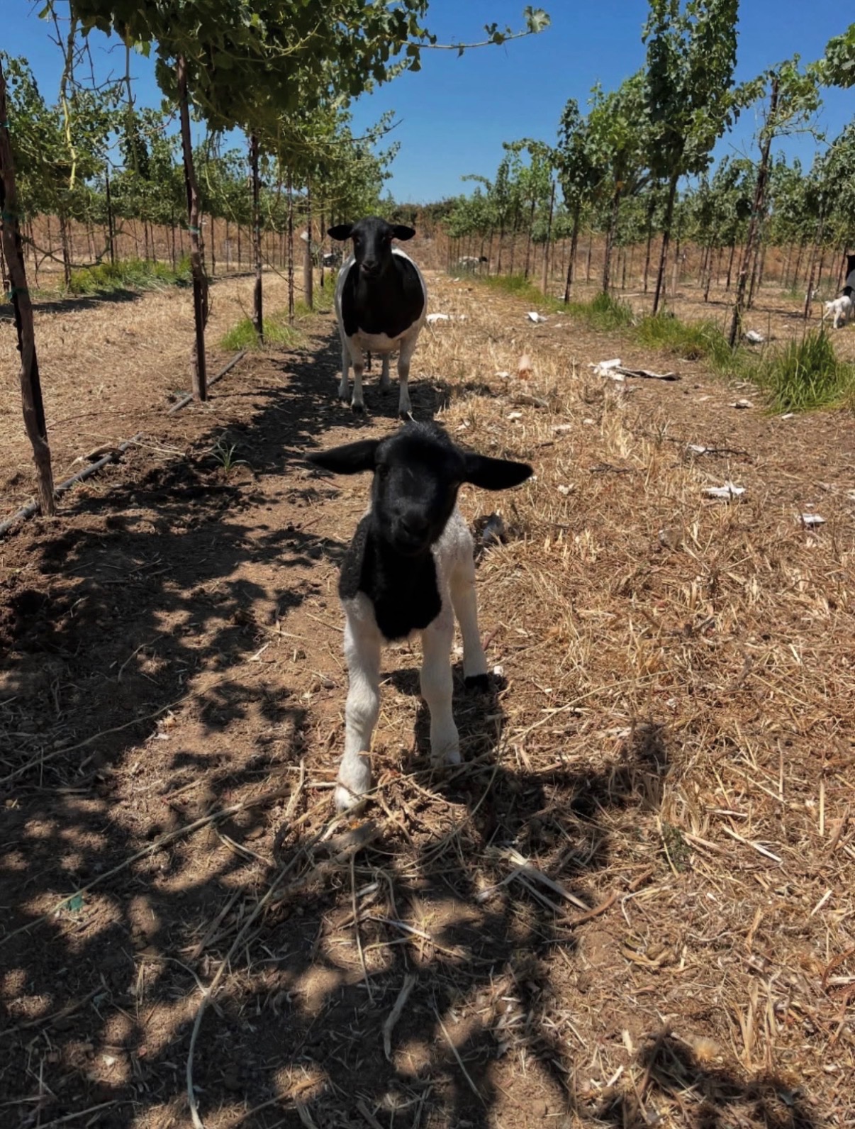 Lamb standing between rows of grapevines in a vineyard
