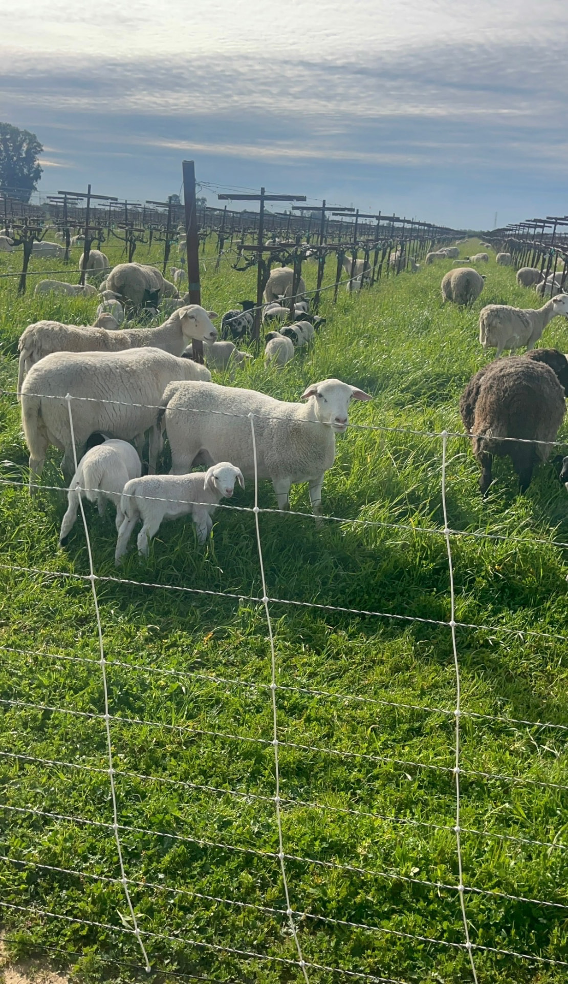 Sheep and lambs grazing a vineyard pasture in front of grapevine trellises